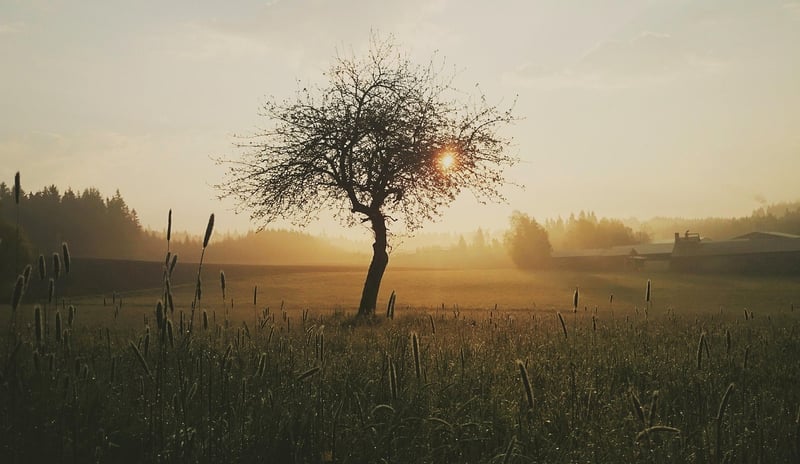 Sun Salutation
